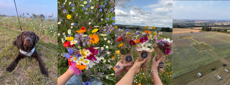 You Can Get Free Entry at This Pick-Your-Own Wildflower Farm Near Helmsley