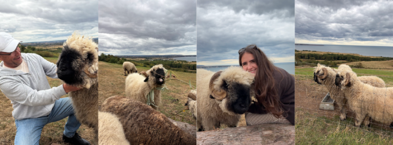 You Can Now Book a Sheep Cuddling Experience on the North Yorkshire Coast